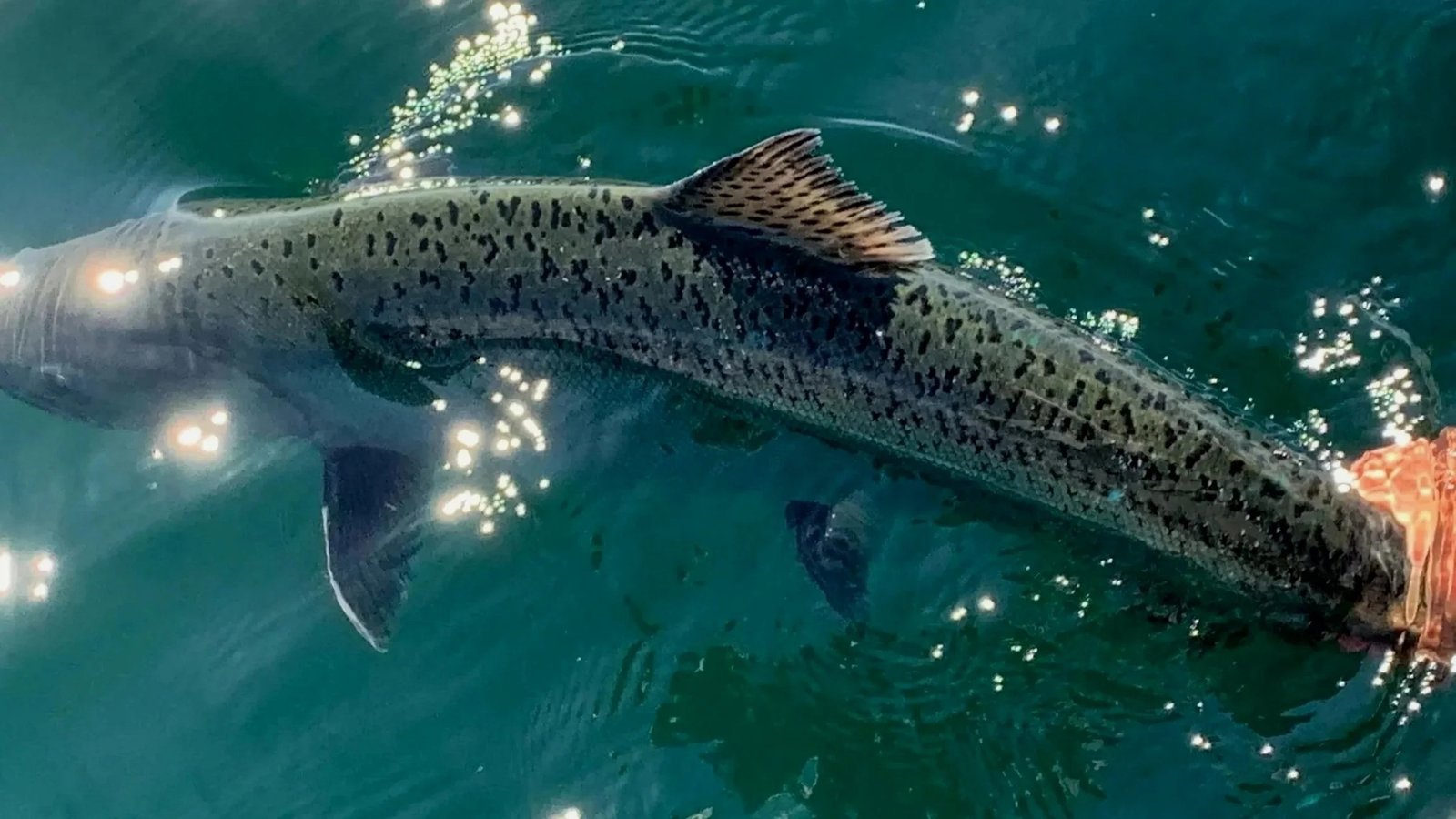 A guide working with a client on the water, photographed by Wind Knot Salmon Guides in WA