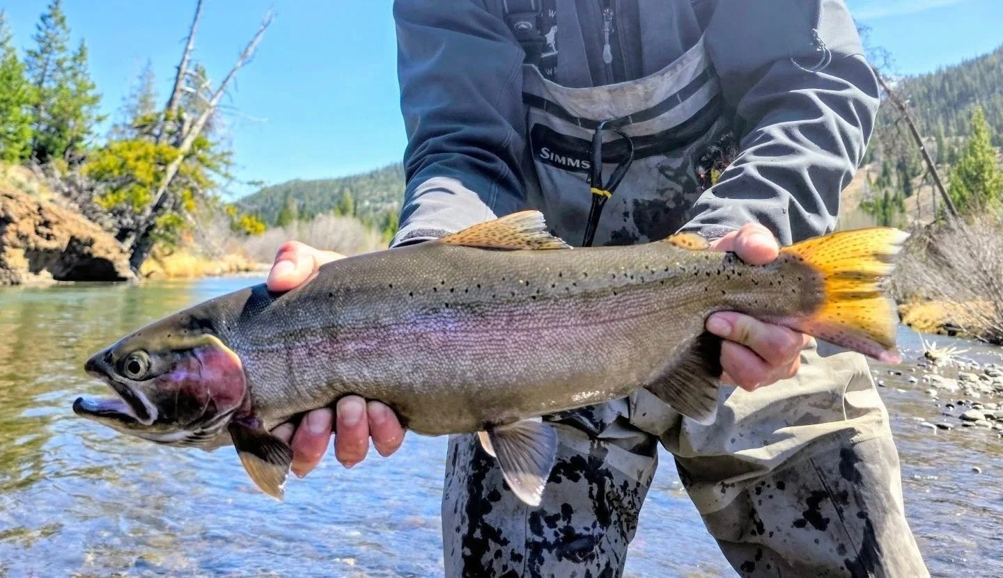 On the Shoshone River, photographed by Wyoming Wings and Waters
